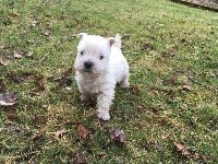 Du Hameau De Jora - West Highland White Terrier - Portée née le 23/12/2017
