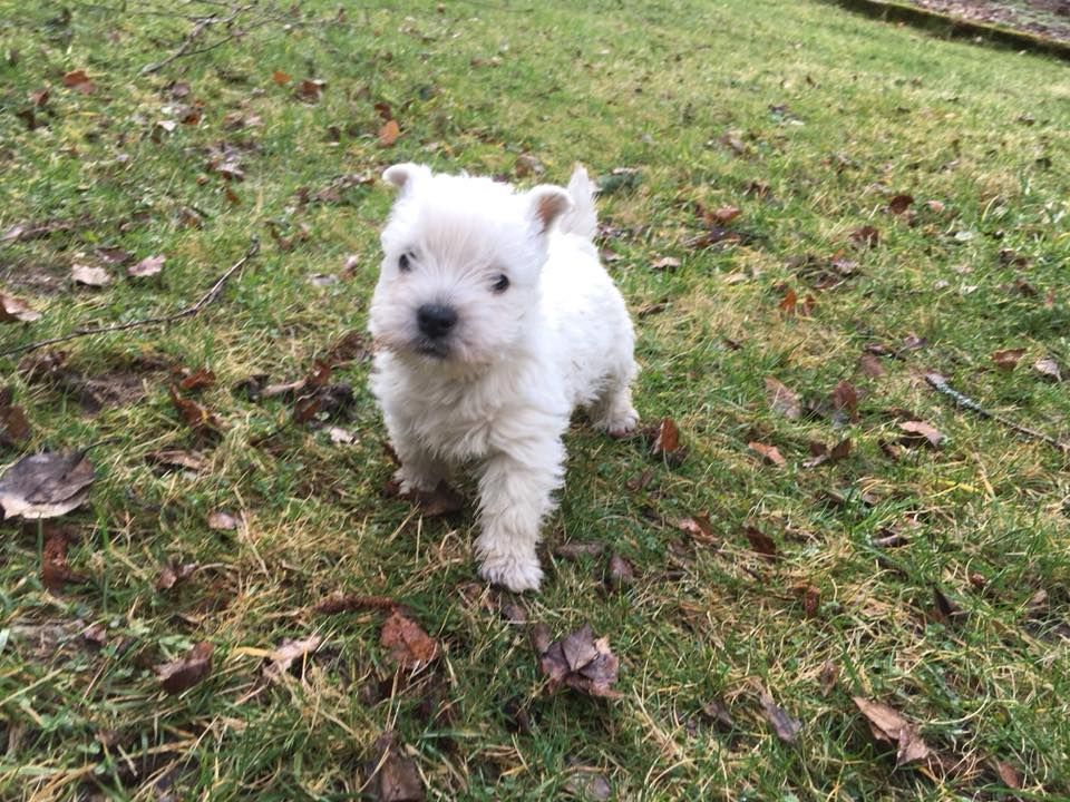 Du Hameau De Jora - Chiots disponibles - West Highland White Terrier